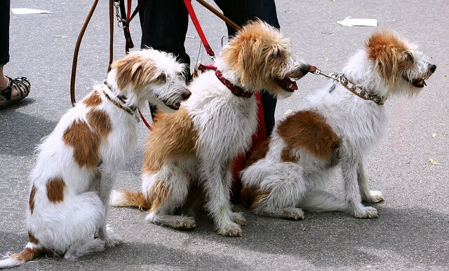 Dog Walking Insurance Why You Need To Be Insured JAUNTIN’